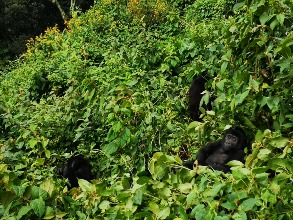 Gorilla Tracking 🦍